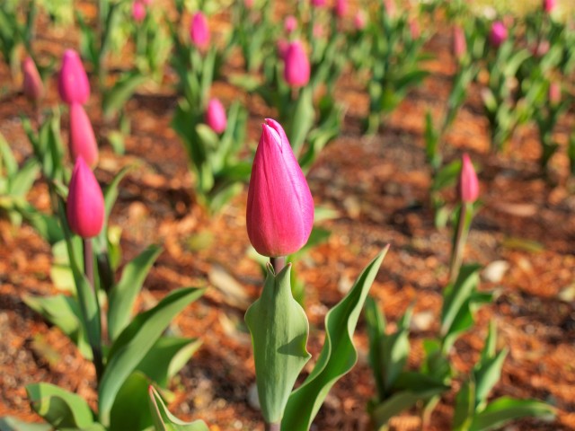 icetulip_210119_01