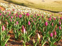 icetulip_210119_02