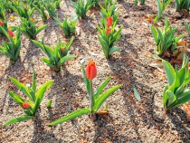 icetulip_210119_03