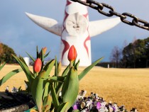 icetulip_210119_04