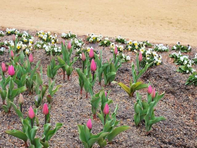 icetulip_210122_01