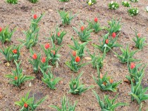 icetulip_210122_02