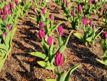 icetulip_210126_02