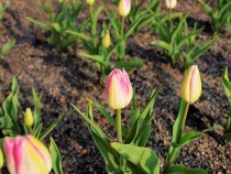 icetulip_210126_03