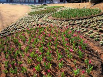 icetulip_210126_05