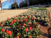 icetulip_210129_01