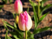 icetulip_210129_03