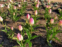 icetulip_210129_04