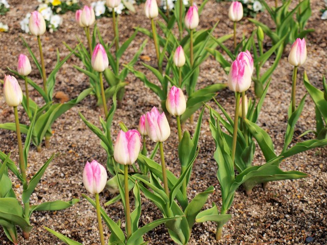 icetulip_210202_01