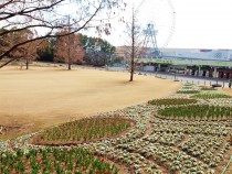 icetulip_210202_02