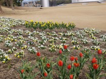icetulip_210205_02