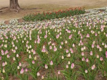 icetulip_210205_03