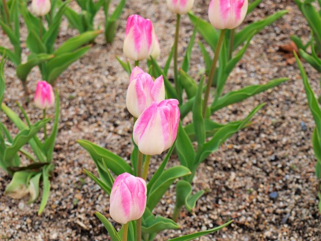 icetulip_210209_01