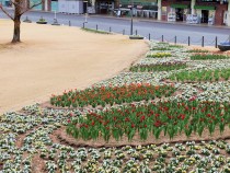 icetulip_210209_03