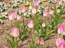 icetulip_210212_01
