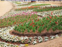 icetulip_210212_02