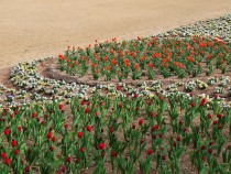 icetulip_210212_03