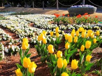 icetulip_210216_01