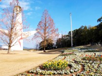 icetulip_210216_02