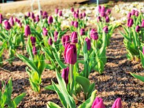 icetulip_220105_02