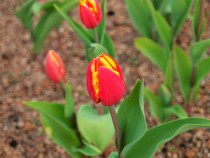 icetulip_220112_03