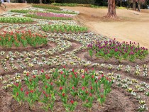 icetulip_220112_04