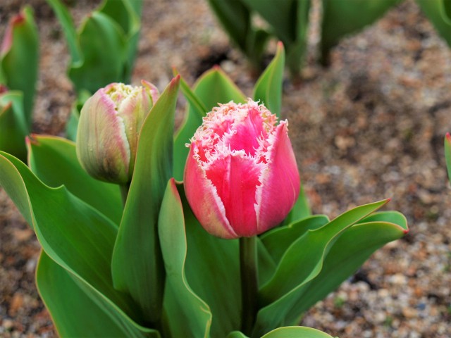 icetulip_220120_01