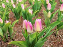 icetulip_220120_03