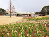 icetulip_220120_04
