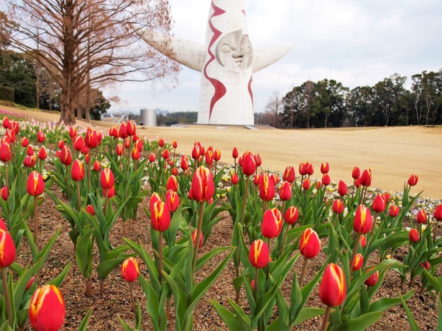 icetulip_220126_01