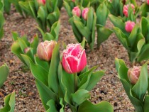 icetulip_220126_02
