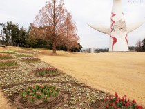 icetulip_220126_03