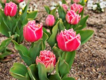 icetulip_220202_02