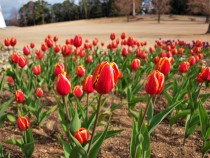 icetulip_220202_03
