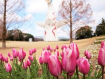 icetulip_220202_04