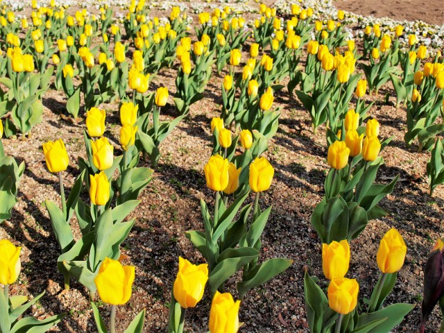 icetulip_220209_01