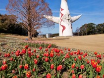icetulip_220209_02