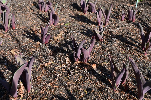 icetulip_221207_01
