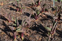 icetulip_221207_02