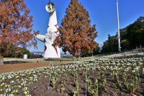 icetulip_221207_04