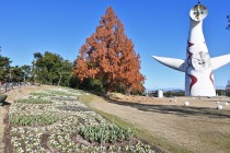 icetulip_221215_02