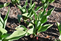 icetulip_221215_03