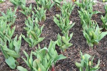 icetulip_221221_02