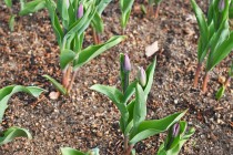 icetulip_221221_03