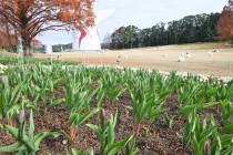 icetulip_221221_04