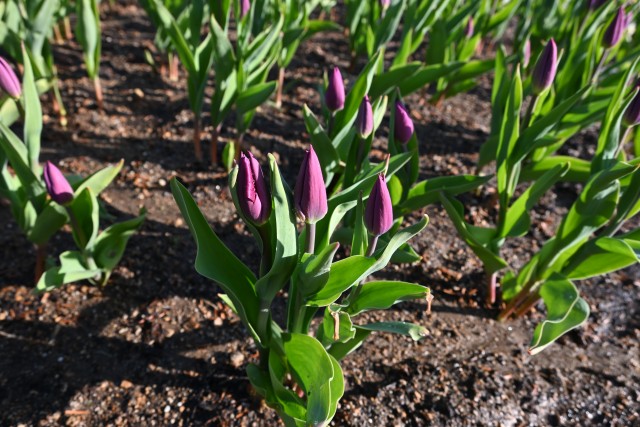 icetulip_221227_01
