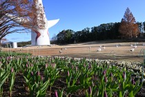 icetulip_221227_03