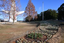 icetulip_221227_04