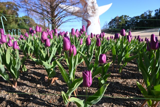icetulip_230105_01