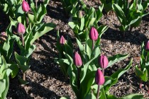 icetulip_230105_02
